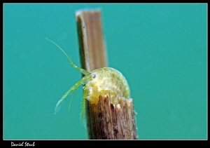 freshwater scud :-D by Daniel Strub 